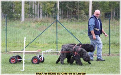 bouvier des flandres et attelage canin - Elevage du Clos de la Luette  -  Copyright depose